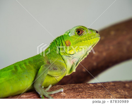 グリーンイグアナ 87830989