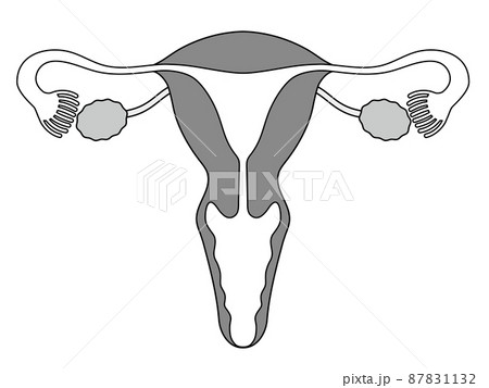 子宮と卵巣のメディカルイラスト、卵巣全体が見える 子宮と卵巣のメディカルイラスト、卵巣全体が見える 87831132