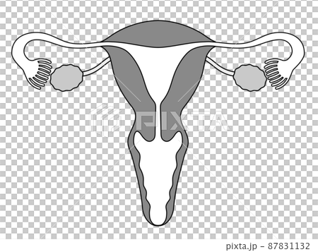 子宮と卵巣のメディカルイラスト、卵巣全体が見える 子宮と卵巣のメディカルイラスト、卵巣全体が見える 87831132