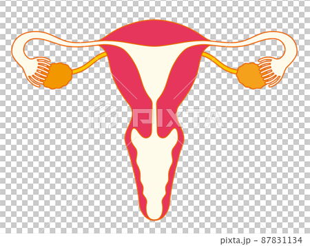 子宮と卵巣のメディカルイラスト、カラフル 子宮と卵巣のメディカルイラスト、カラフル 87831134