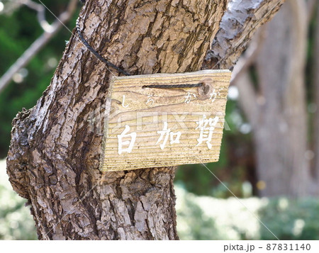 梅の木　白加賀（しろかが）の名札　 87831140