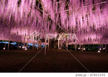 【栃木県　足利市】あしかがフラワーパーク 87831545