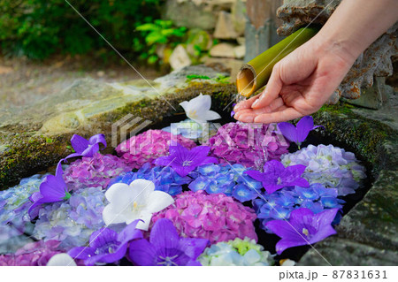 手水舎　水盤舎　御水屋で手を清める 87831631