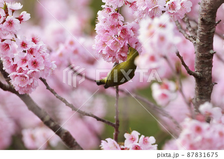 桜とメジロ 桜とメジロ 87831675