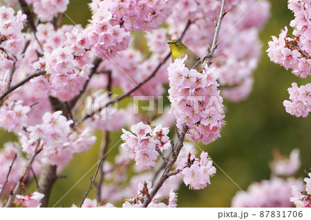 桜とメジロ 桜とメジロ 87831706