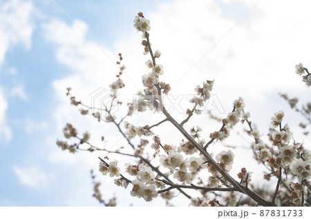 白い梅の花と空 白い梅の花と空 87831733