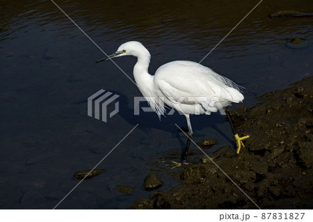 小魚を探して川の中を歩くコサギ 87831827