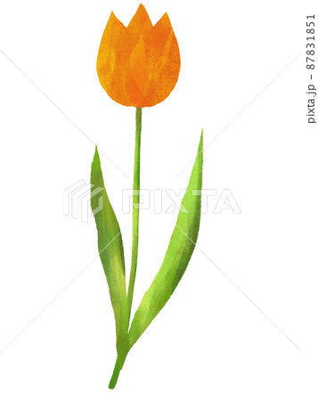 水彩画風タッチのチューリップの花(オレンジ)のイラスト素材 [87831851