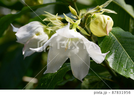 ボーモンティア・ムルティフロラ 87831956