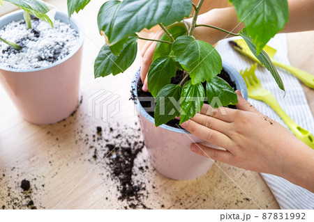 Process of planting hibiscus houseplant in pink plastic pot by gardener at home, closeup. Eco, plant care concept. Hands of child busy transplanting indoor plant. 87831992