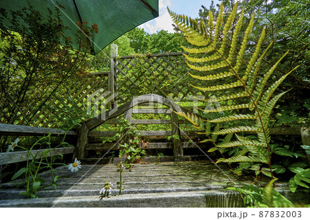 緑の植物や花のある安らぎ空間 87832003