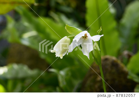 ヘリアンフォラ 87832057