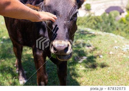 Human hand strokes head of young brown bull or cow. A chocolate colored calf grazes in shade of trees on hot summer day. Caring for domestic animals. Breeding cattle, farming, stock raising. 87832073
