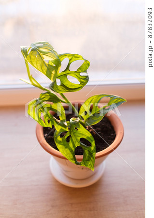 Monstera monkey mask plant in ceramic flower pot illuminated by evening light on the window. Monstera Obliqua or Monstera adansonii. Beautiful vertical poster with liana with carved leaves. 87832093