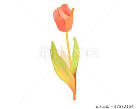 チューリップ 87832154