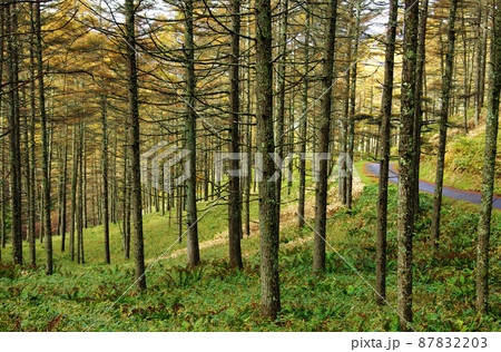 高ポッチ高原、崖ノ湯ルートのカラ松林 高ポッチ高原、崖ノ湯ルートのカラ松林 87832203