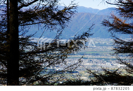 高ポッチ高原への崖ノ湯ルートのカラ松林 高ポッチ高原への崖ノ湯ルートのカラ松林 87832205