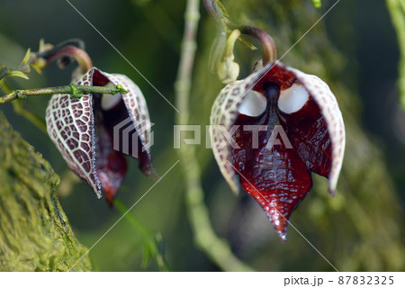 アリストロキア・サルバドレンシス 87832325