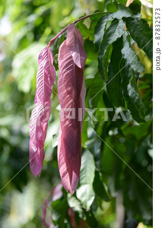 サラカ・タイビンゲンシスの若葉 87832573