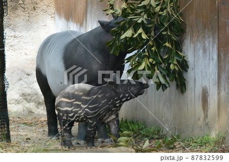 マレーバク 87832599