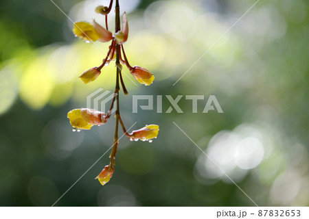 ツンベルギアの蕾 ツンベルギアの蕾 87832653