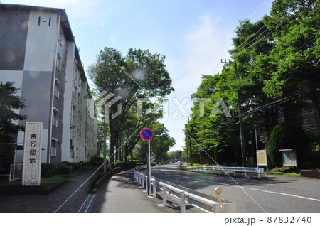 神奈川県藤沢市　善行団地と新緑のケヤキ通り 87832740