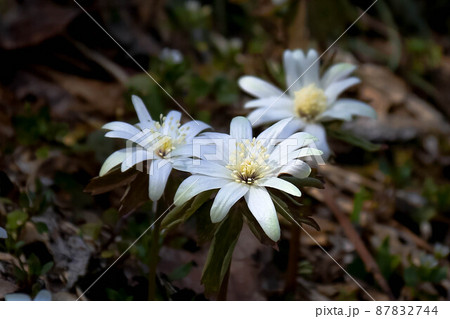 木の下で咲くキクザキイチゲの花 木の下で咲くキクザキイチゲの花 87832744