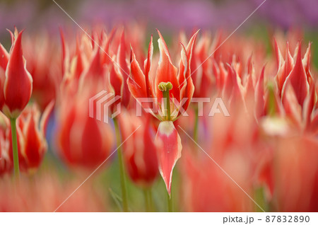 木曽三川公園の綺麗に咲いたチューリップ 87832890