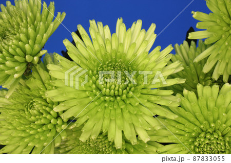 Green Chrysanthemum Bouquet outdoors on Grass With Blue Sky in Background 87833055