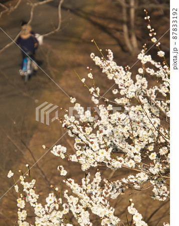 可愛い白い梅の花 87833192