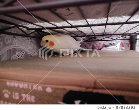 興味津々♪狭い所を探検中の手乗りのオカメインコ 87833293