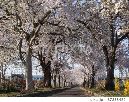 満開の桜　さくら　サクラ　まほろばの緑道 87833422