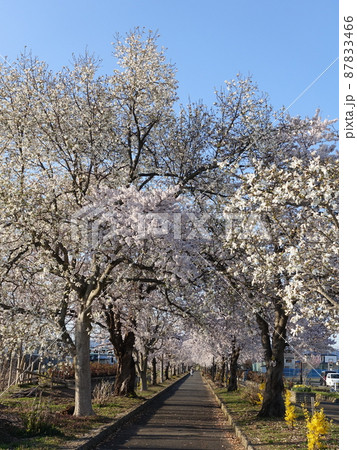 満開の桜 さくら サクラ まほろばの緑道 満開の桜 さくら サクラ まほろばの緑道 87833466