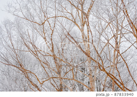 冬 吹雪の中の木々 福井県にて撮影2月 冬 吹雪の中の木々 福井県にて撮影2月 87833940