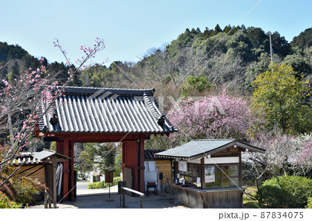 観心寺(山門・枝垂れ梅)　【大阪府河内長野市】 87834075