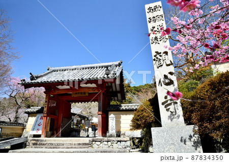 観心寺(山門・枝垂れ梅) 【大阪府河内長野市】 観心寺(山門・枝垂れ梅) 【大阪府河内長野市】 87834350