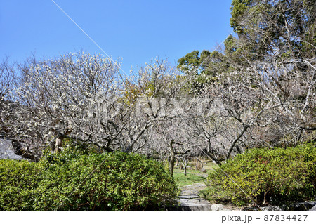 観心寺(梅林) 【大阪府河内長野市】 観心寺(梅林) 【大阪府河内長野市】 87834427