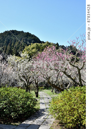 観心寺(梅林)　【大阪府河内長野市】 87834428