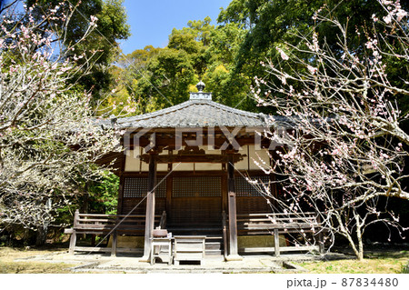 観心寺(牛滝堂・梅林) 【大阪府河内長野市】 観心寺(牛滝堂・梅林) 【大阪府河内長野市】 87834480