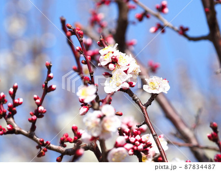 梅の花 豊後(ぶんご) 梅の花 豊後(ぶんご) 87834487
