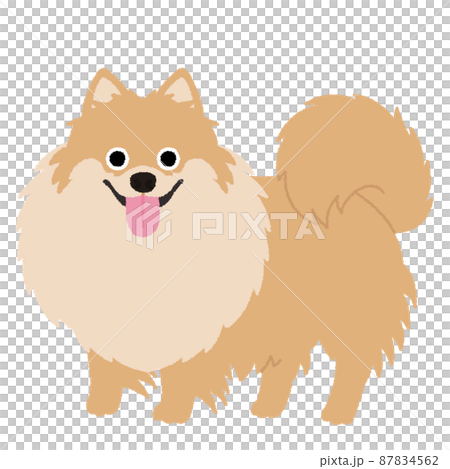博美犬狗圖 87834562