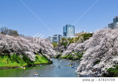 東京都 千鳥ヶ淵 満開の桜 東京都 千鳥ヶ淵 満開の桜 87834709
