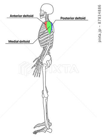 人間の全身骨格と三角筋 色分け 部位の英語名称 のイラスト素材 8746