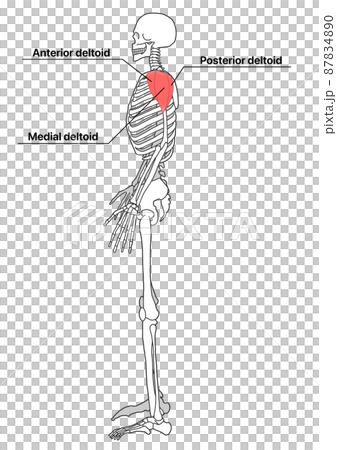 Human whole body skeleton and deltoid muscle (English name of part) 87834890