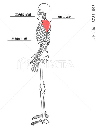 人間の全身骨格と三角筋(部位の日本語名称) 人間の全身骨格と三角筋(部位の日本語名称) 87834893