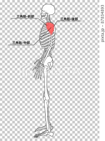 人間の全身骨格と三角筋(部位の日本語名称) 人間の全身骨格と三角筋(部位の日本語名称) 87834893
