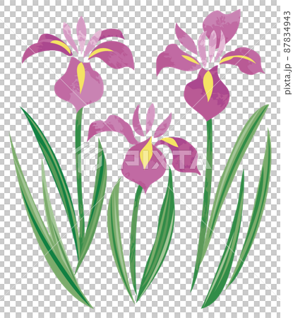 五月兒童節鳶尾花插圖 插圖素材 圖庫