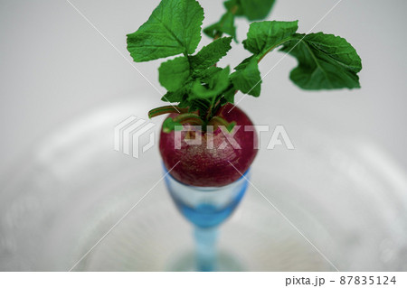 野菜 赤カブ 野菜 赤カブ 87835124