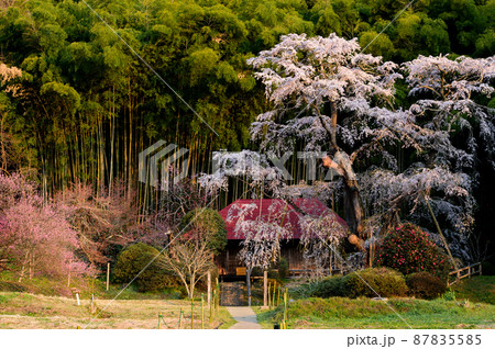 朝日が差し込み始めた雪村桜 福島県 朝日が差し込み始めた雪村桜 福島県 87835585