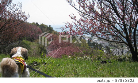諸上寺公園の八重桜と犬 諸上寺公園の八重桜と犬 87835802